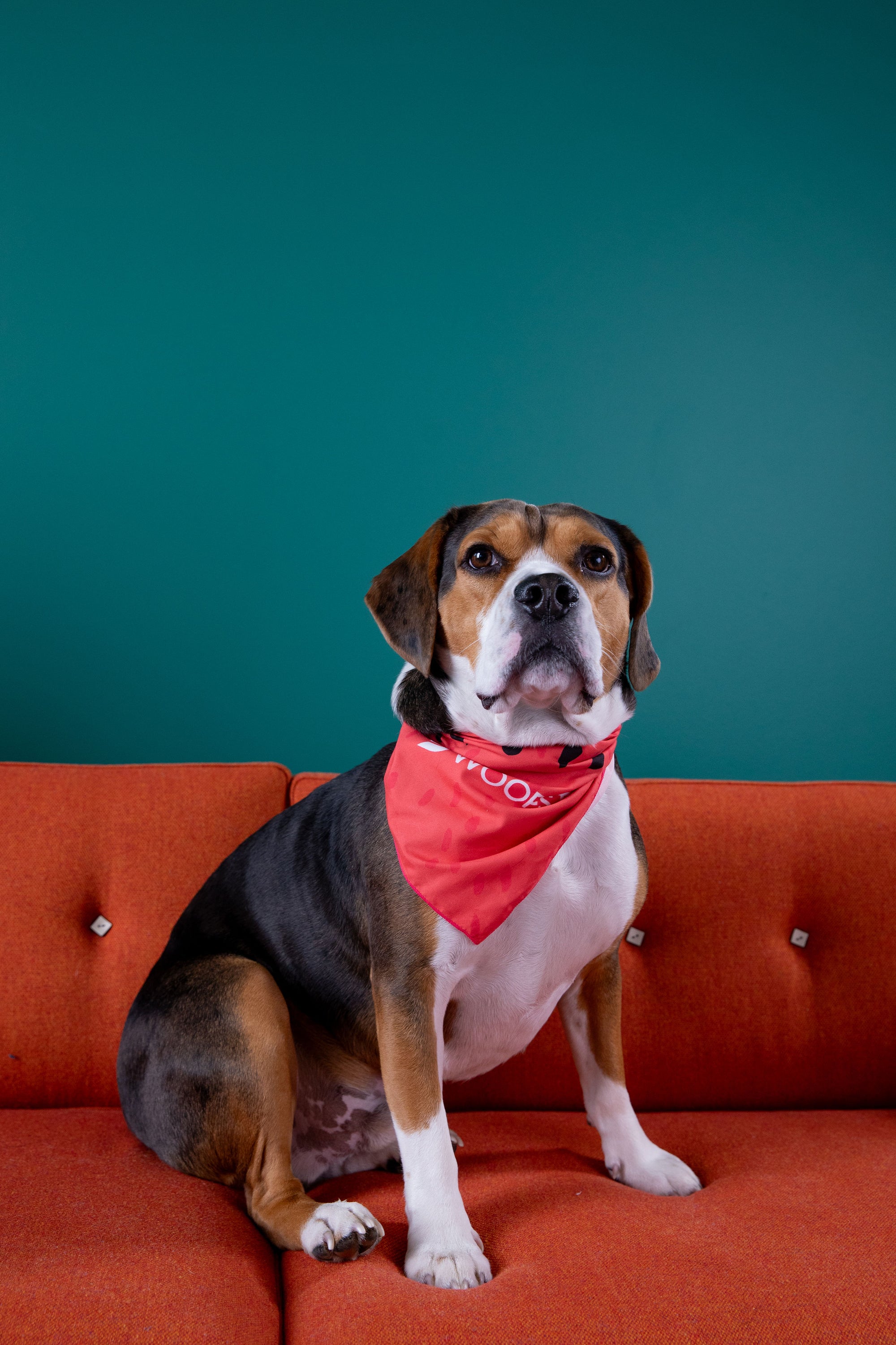 Dog Bandana